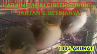 CARA MEMBEDAKAN CIBLEK GUNUNG  JANTAN BETINA