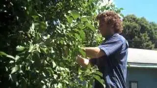 Apple Bagging in Frogtown