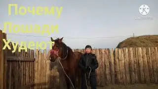 А Почему лошади худеют???