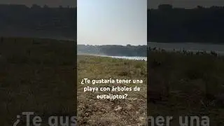 Una playa con los árboles de eucaliptos y arena suave #norte #spain
