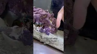My Mantis Shrimp punched me!
