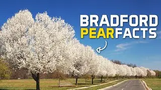 Bradford Pear Facts Everyone Should Know Before They Plant One