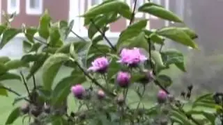 Дорога к Богу