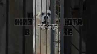 ГРУСТНЫЕ СУДЬБЫ ЖИВОТНЫХ В ДОНЕЦКЕ
