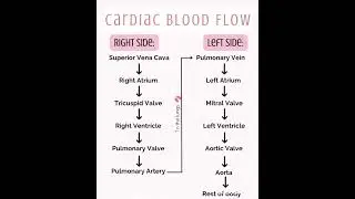 Cardiac Blood Flow Chart intro 🩸❤️#ytshorts