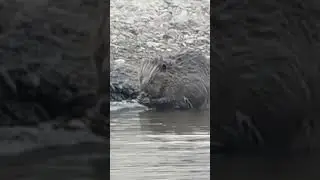 Бобр чистится. #животные #бобры #животныесмешные