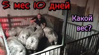 Заміряв свиней рулєткой і ох....л от ваги❗️ Як узнать вагу свині❓️ Збор средств на машину🤝