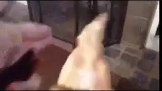 Приколы с собакой