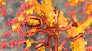 Exploring Northeast Canyons and Seamounts Marine National Monument