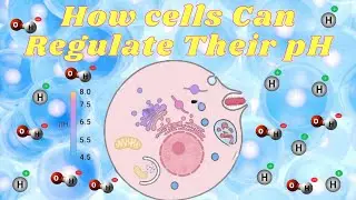How Cells Regulate their pH ?