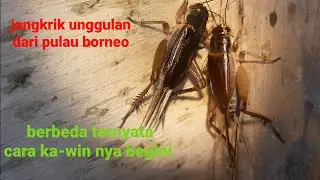 Jangkrik unggul dari pulau borneo