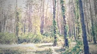 09 14 2014 Сосновка ..пешкаря гуляя по лесу