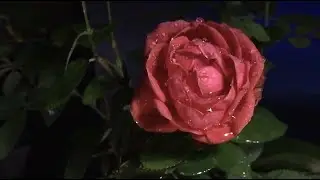 Peaceful Relaxing Ambiance Sounds Of Rain Falling On A Big Beautiful Red Rose