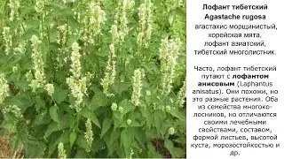 Лофант тибетский. Полезные свойства, противопоказания. Рецепты народной медицины