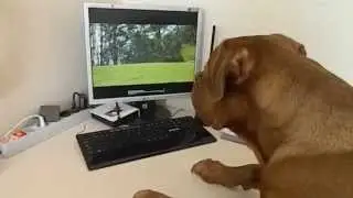 Dogue de Bordeaux watches the 