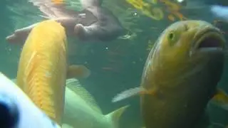 2012-06-08 koi-07