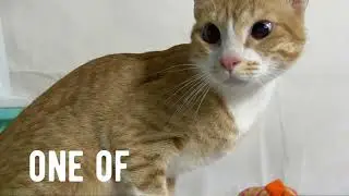 Adopt don’t shop