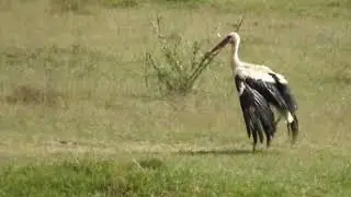 Gólya madár, fürdés után szárítkozik.