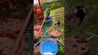 @L' équipe d'automne 🏩🦜🐦🚘🤩❤️ #video #birds #nature #trending #motivation #nature