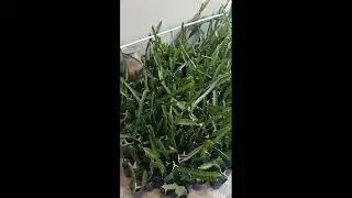 Dragon Fruit plants with baby buds!!
