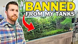 Why I Don't Keep The 2 BEST Algae Eaters In My Aquariums...