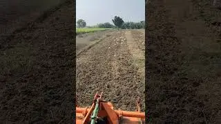 জমিতে চাষ করতে করতে পাখিদের আড্ডা