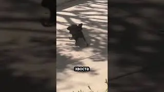 Ящерицы действительно могут отбрасывать свои хвосты?🦎