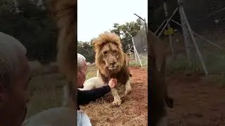 The Protective King🦁