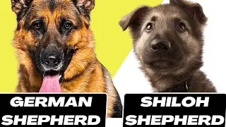 German shepherd vs Shiloh shepherd
