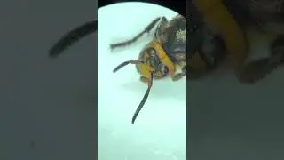 Шершень #образование #лес #insects