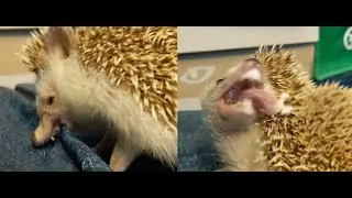Hedgehog DESTROYING my couch!