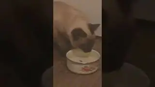 Котёнок Дуня мило пьёт водичку 