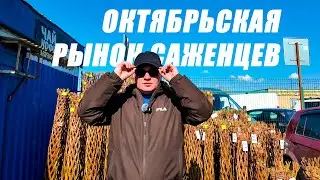 OKTYABRSKAYA STANITSA. SEEDLING MARKET, A VIDEO FOR GARDENERS