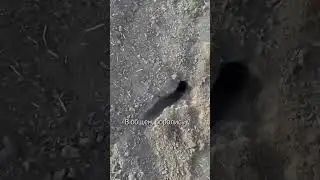 Круги на полях - неизвестный вредитель. Видео от подписчика из Курганинского района