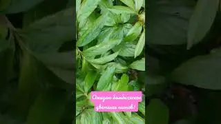 В ожидании бомбического цветения пионов 🥰 На видео 5 разных сортов