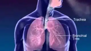 Respiration 3D Medical Animation.wmv