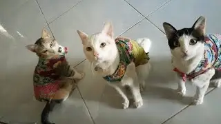 Funny Cats, Kucing kucing lucu minta makan