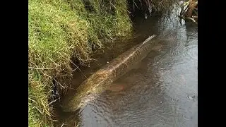 Я в ШОКЕ!!!!Вытащил сразу 2х щук на спиннинг