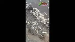 Массовая гибель рыбы.  17 05 2022год  река Амур, г  Амурск