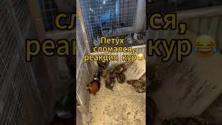 Что делать 😂