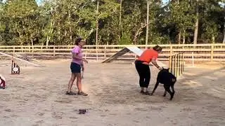 Doberman Agility Training #lecanto #soniccanines