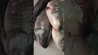 রুই মাছ|#shorts