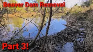 Beaver Dam Removal. Part 3