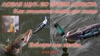 Ловля щук во время нереста. Как отличить самку от самца. Воблеры или железо. 10 04 2023.