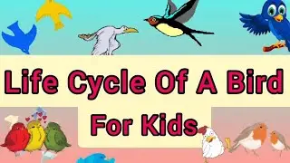 Life Cycle Of A Bird For Kids| Bird Life Cycle For Kids| Life Cycle Stages of Bird