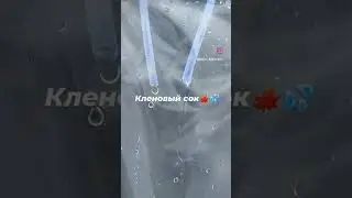 Клёновый сок - сбор 2023! 