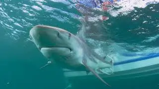 Watch: Huge Great White Shark Swims Close To Florida Fisherman's Boat
