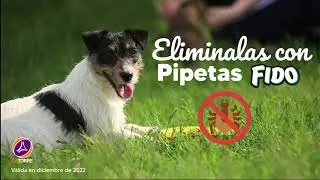 2x1 FIDO PIPETAS