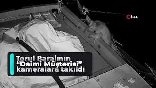 Alabalık çiftliğinin ‘daimi müşterisi’ ayı kameralara yakalandı