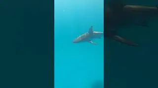 Spearfishing & Fishing in the Bahamas